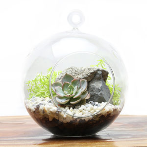 Hanging Succulent Terrarium