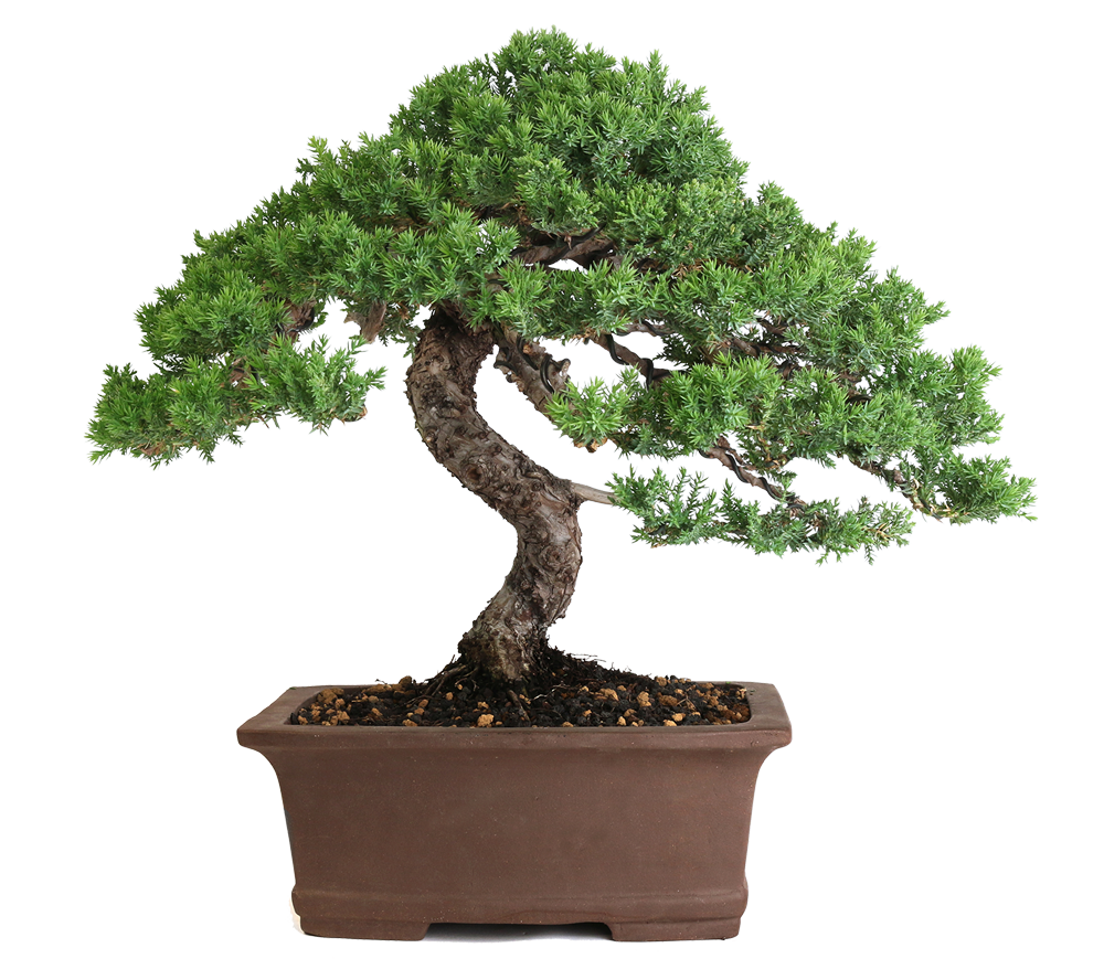 What is a Bonsai? - Eastern Leaf Knowledge Base