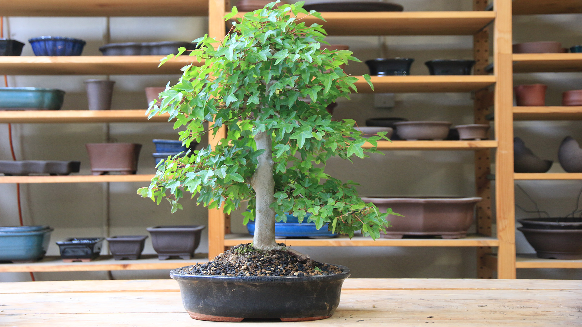 Maple Bonsai Tree Care Guide Eastern Leaf Knowledge Base