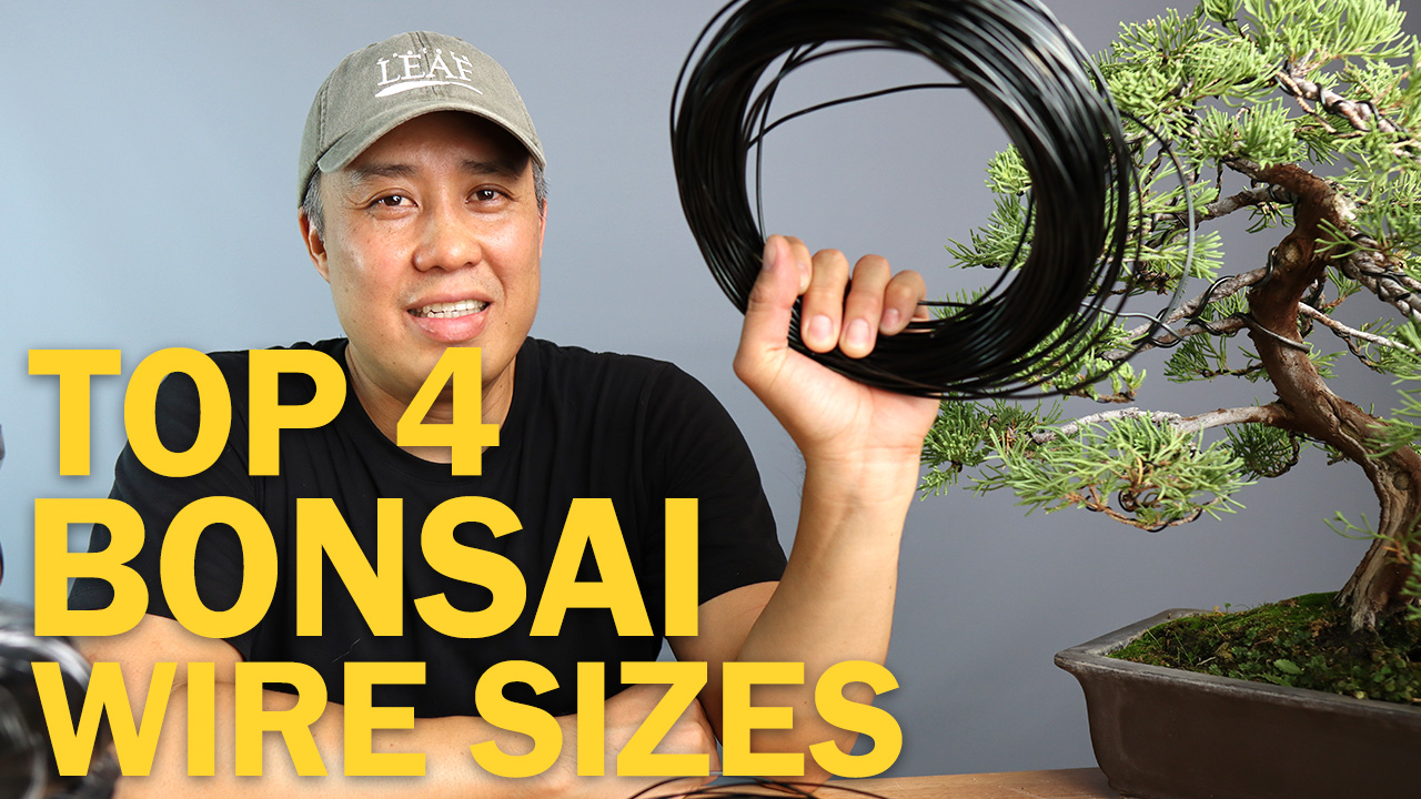 Top Four Bonsai Wire Sizes for Wiring a Bonsai Tree - Eastern Leaf  Knowledge Base